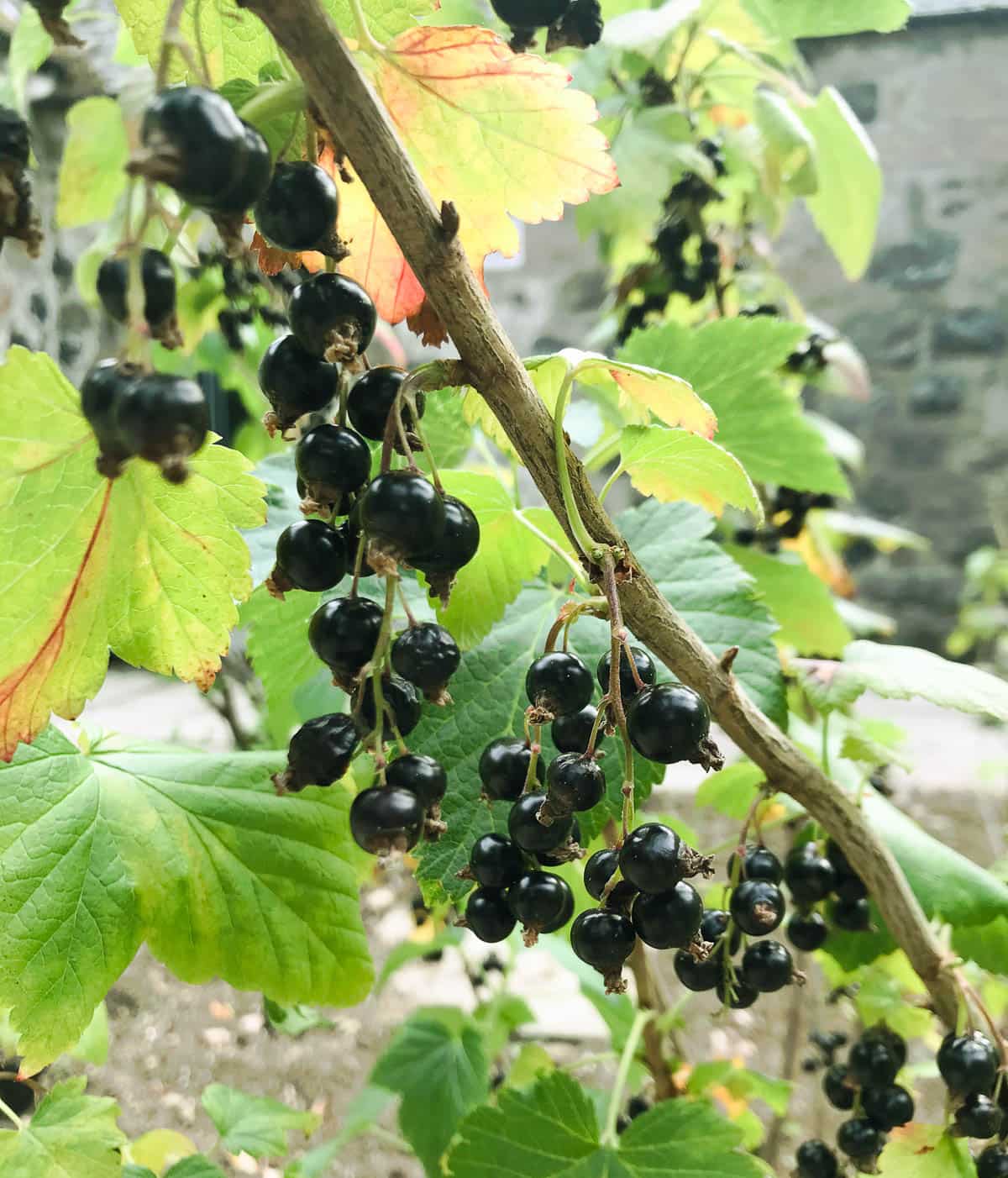 A branch of a blackcurrant bush filled with ripe berries ready for picking.