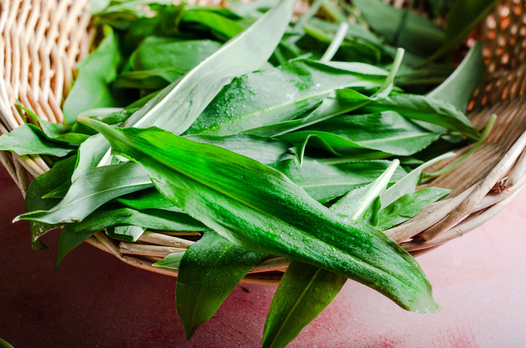 A basket filled with freshly picked wild garlic leaves on a pink surface.