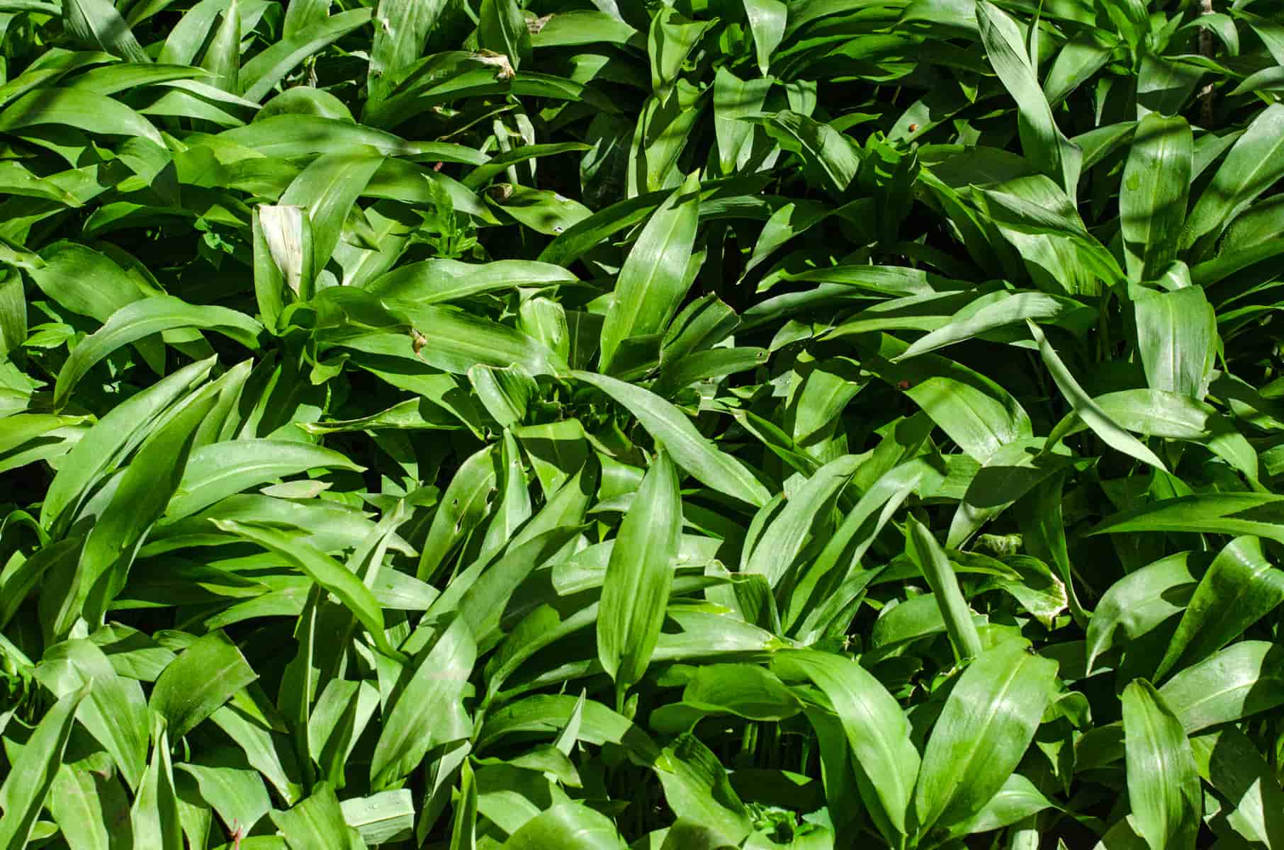 A patch of scented wild garlic leaves.