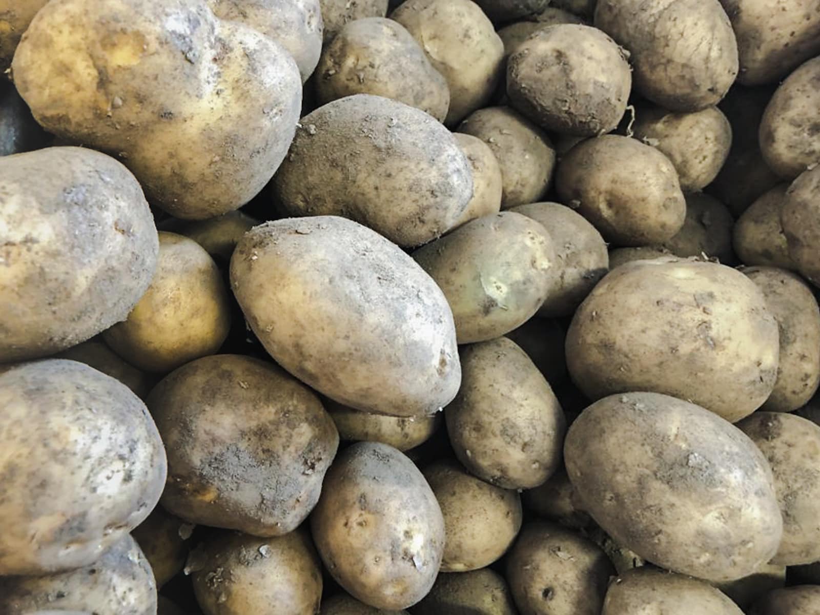 A bunch of freshly picked potatoes, still with soil on the skins close up.
