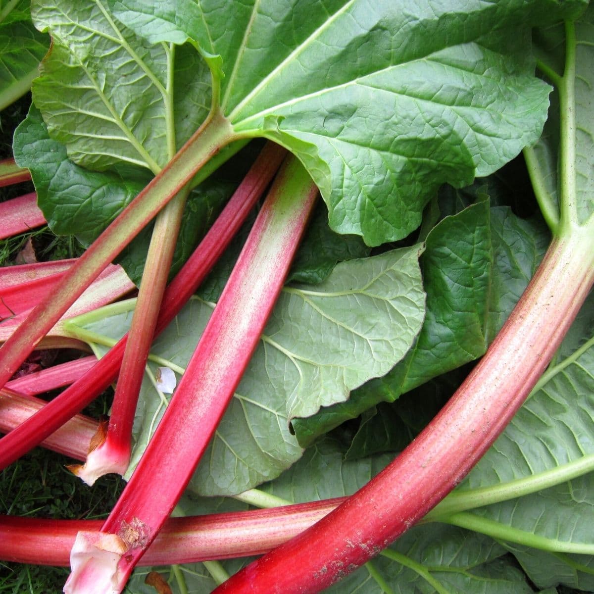 Rhubarb stalks with leaves still attached freshly picked - copyright to Canva.com